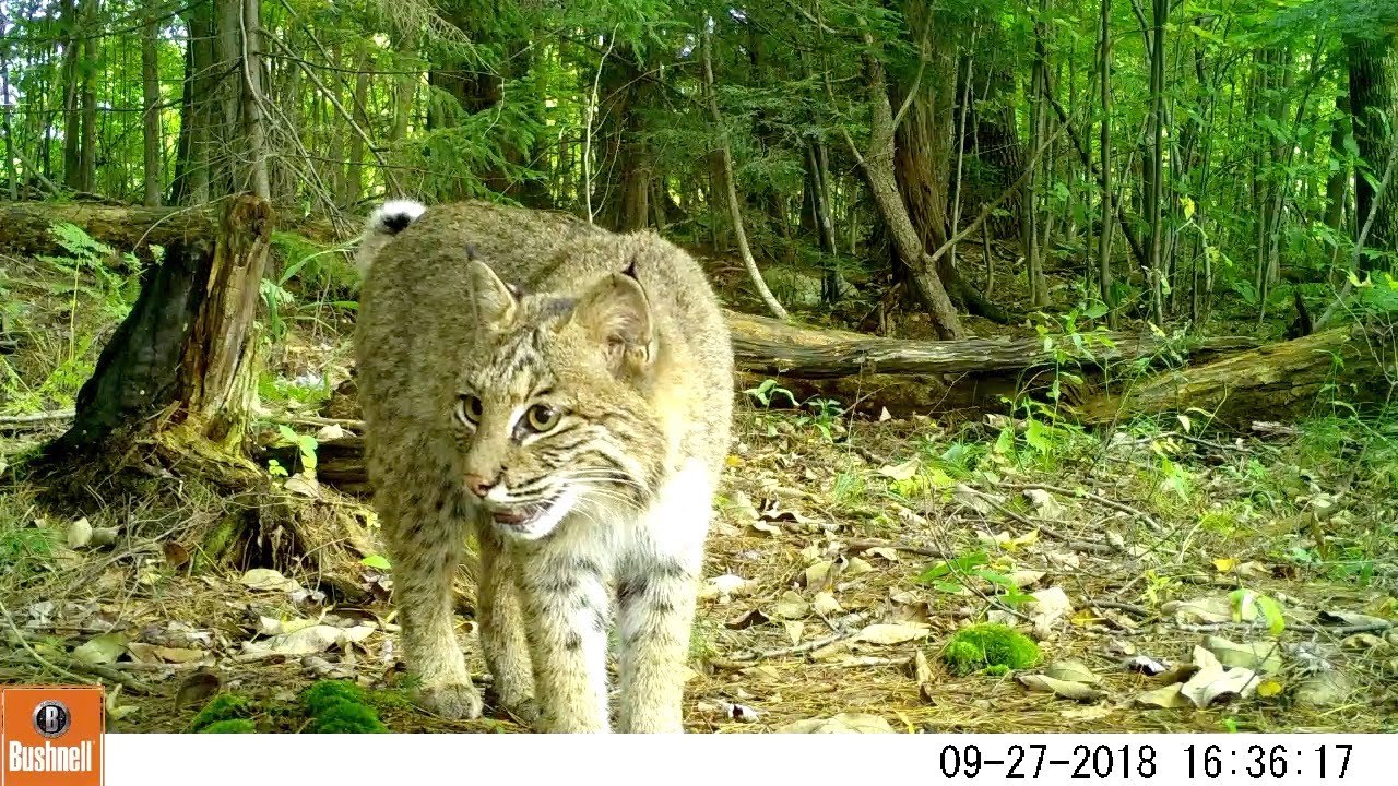 Best Trail Camera Highlights (2018 - 2020) -- Washington, Massachusetts -- Berkshire County