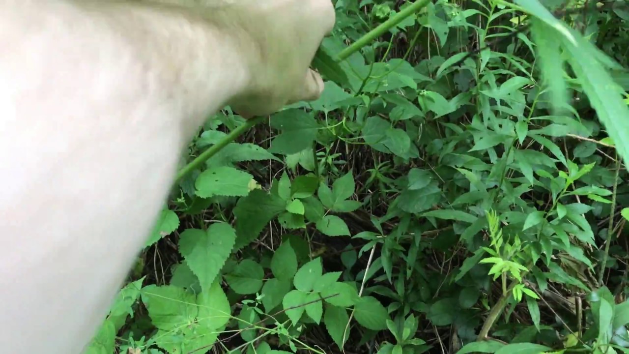 Cannabis Grow August 19 2017