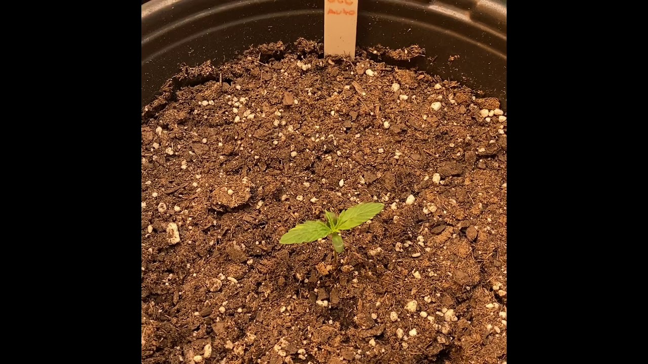 Strawberry cheesecake auto week 01