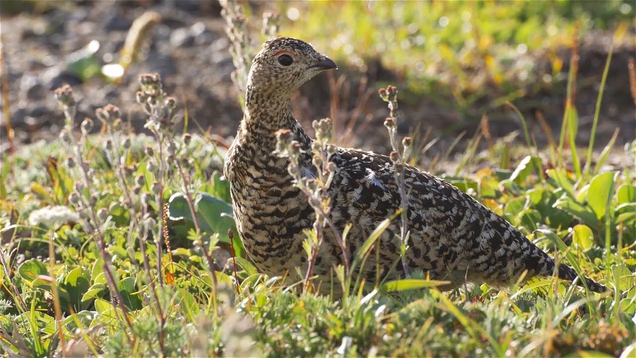 From White to Brown: The Amazing Camouflage Skills of Ptarmigans