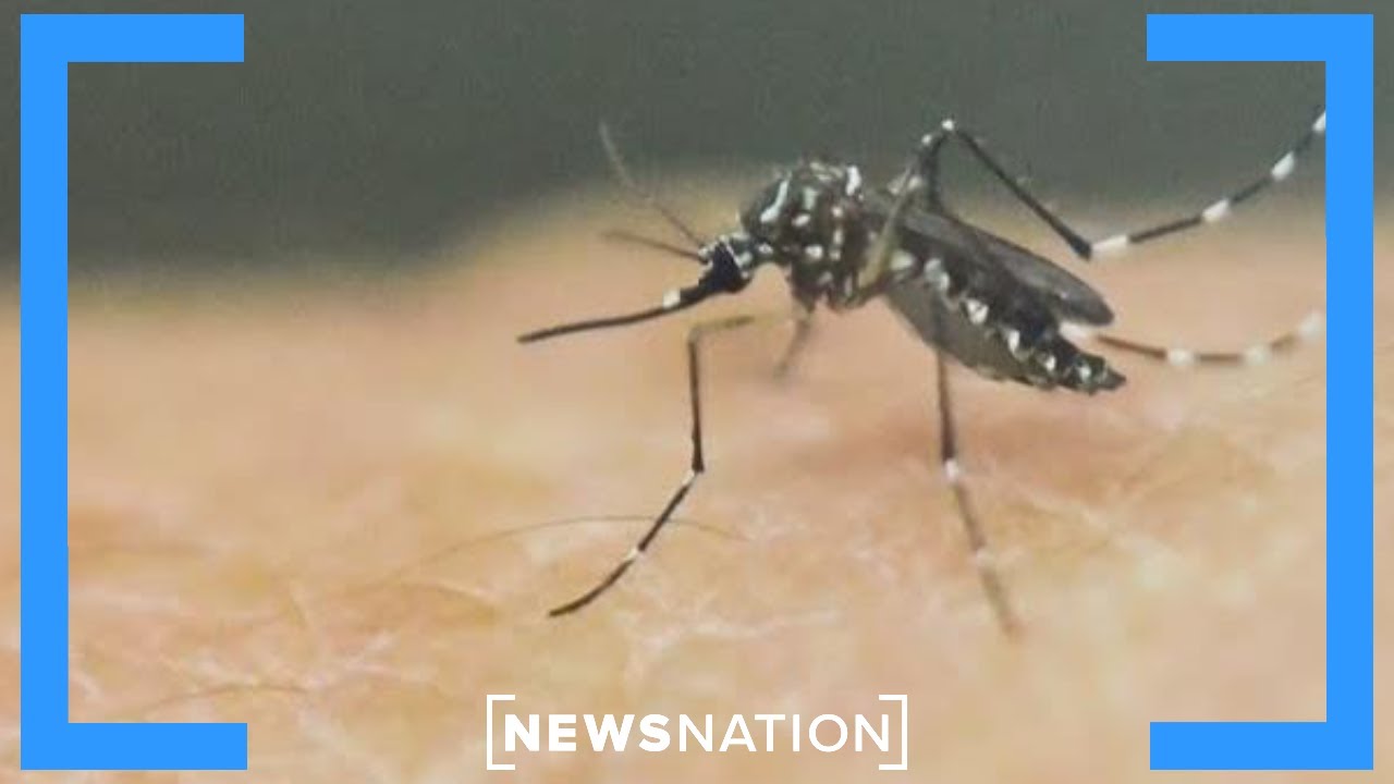 Dr. Anthony Fauci hospitalized with West Nile virus | NewsNation Now