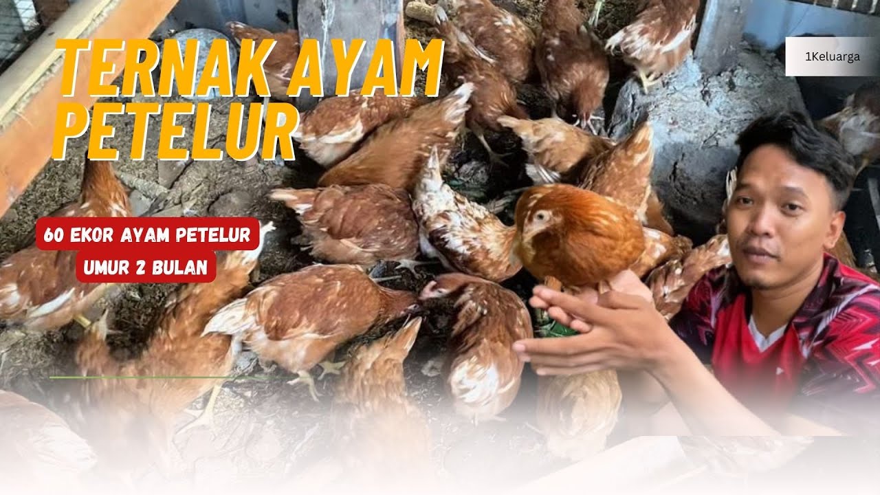 Begini Kalo Pemula Berani Ternak Ayam Petelur 60 Ekor