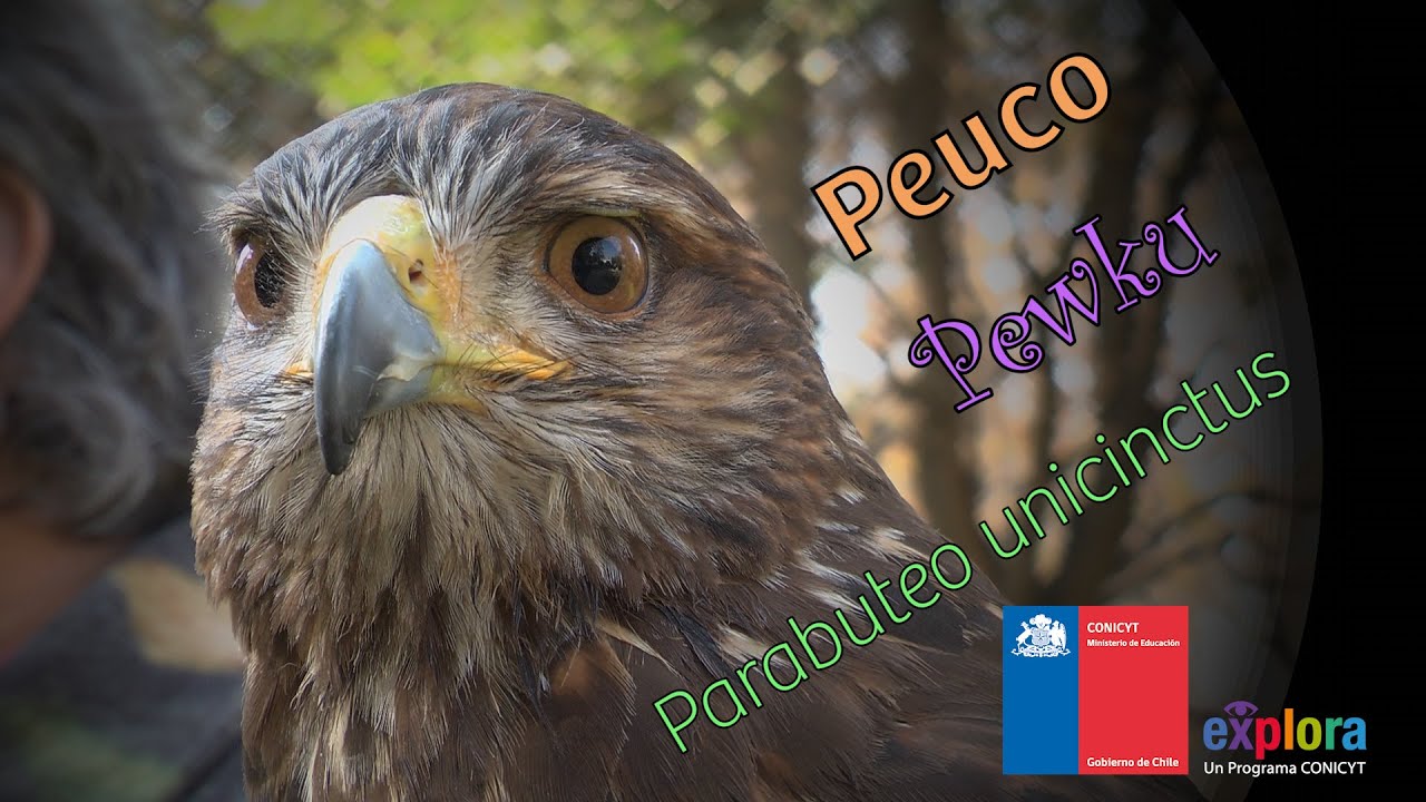 El peuco: un ave rapaz en la ciudad.
