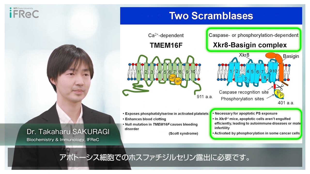 Dr. Takaharu SAKURAGI - Function and structure of the scramblase -