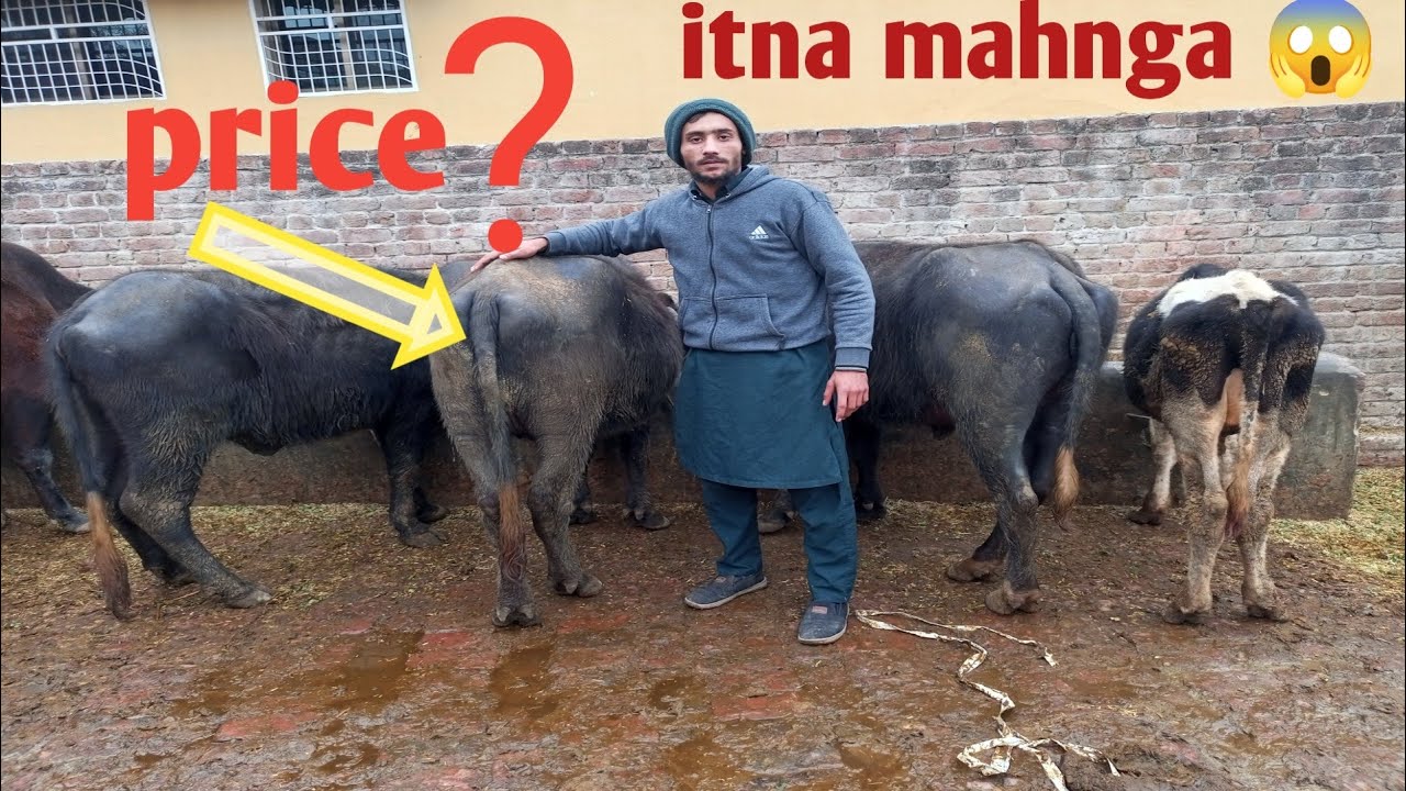 New buffalo 🐄 Le lya ha 😍 l vlog l Aliasif 