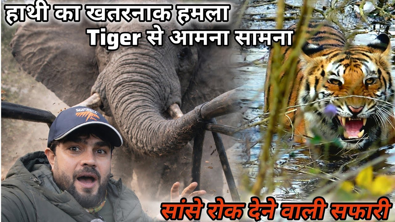 जंगल की सबसे खौफनाक सफारी 😱#wildlife #nature #animals 