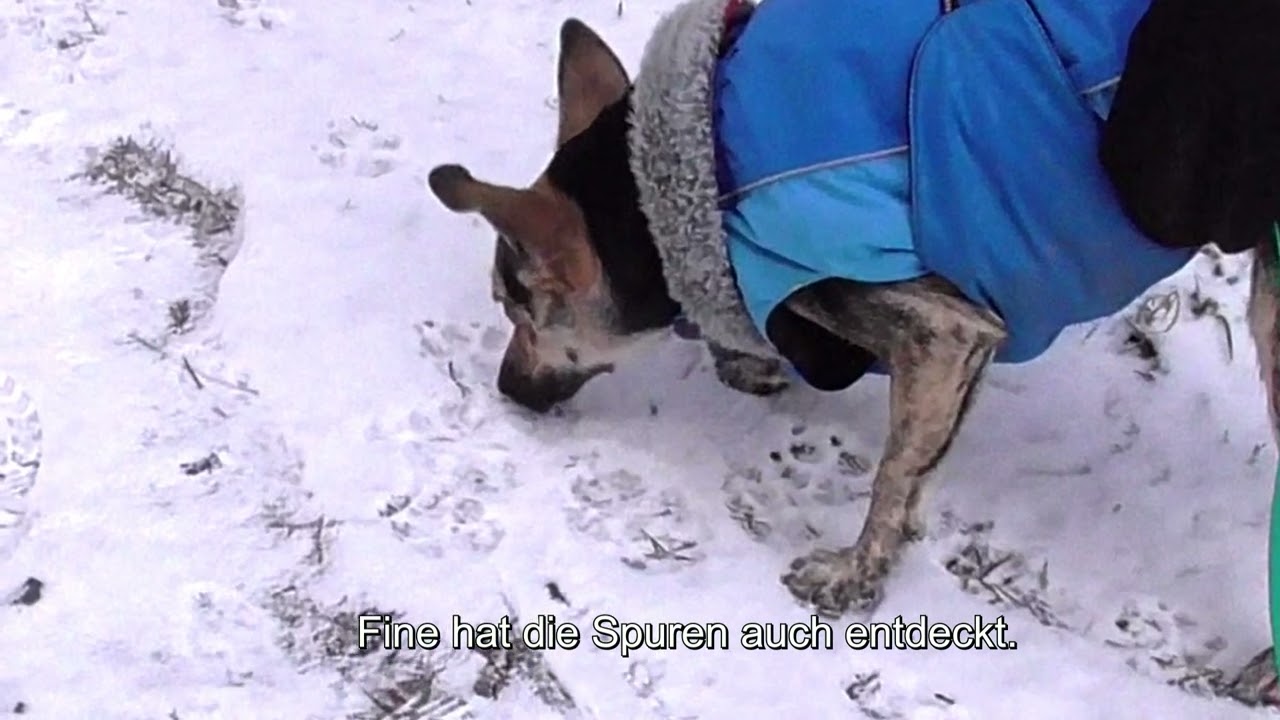 Fines 44.Woche bei uns - Wolfsspuren