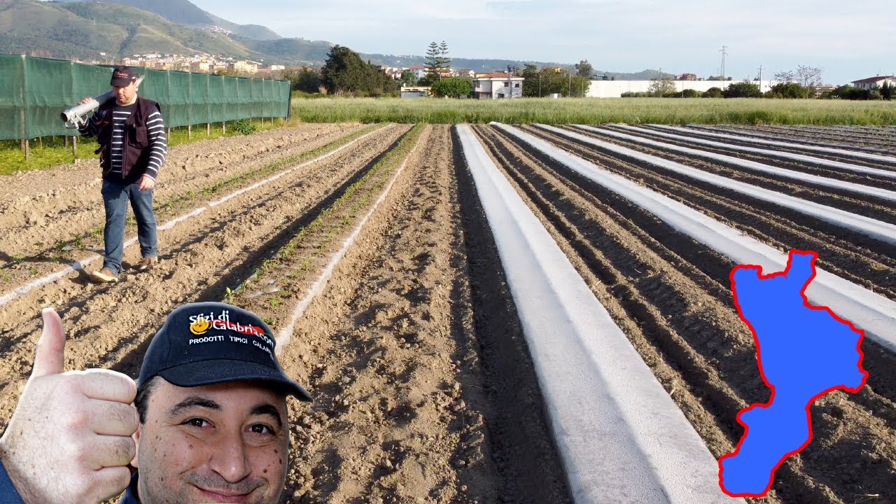 🌶 Piantiamo 1500 Piante di Peperoncino Calabrese Diavolicchio Diamante 🌶