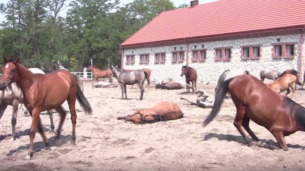 Stadnina Koni Michałów - Plener Fotograficzny, Michałów 2012, Koń, Konie arabskie, Jazda Konna