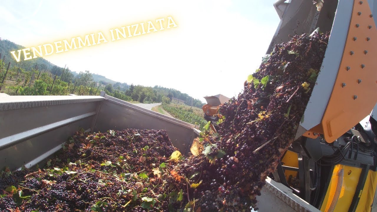 VENDEMMIA 2023 INIZIATA 🍇(NUOVA VENDEMMIATRICE IN AZIONE🔥🔥)