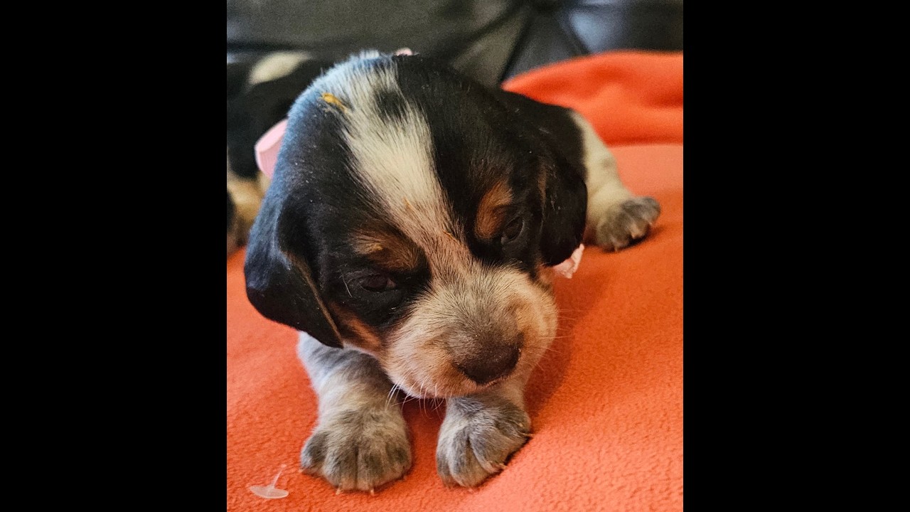 Pocket Beagle puppies in Pink and Periwinkle bows