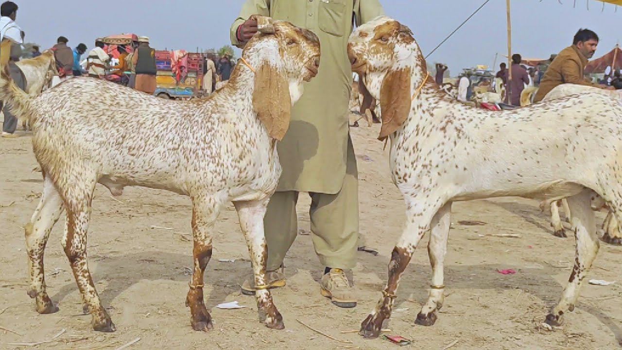 Luddan bakra mandi pakistan/makhi cheene nagre or beetle amritsari qurbani wale bakre