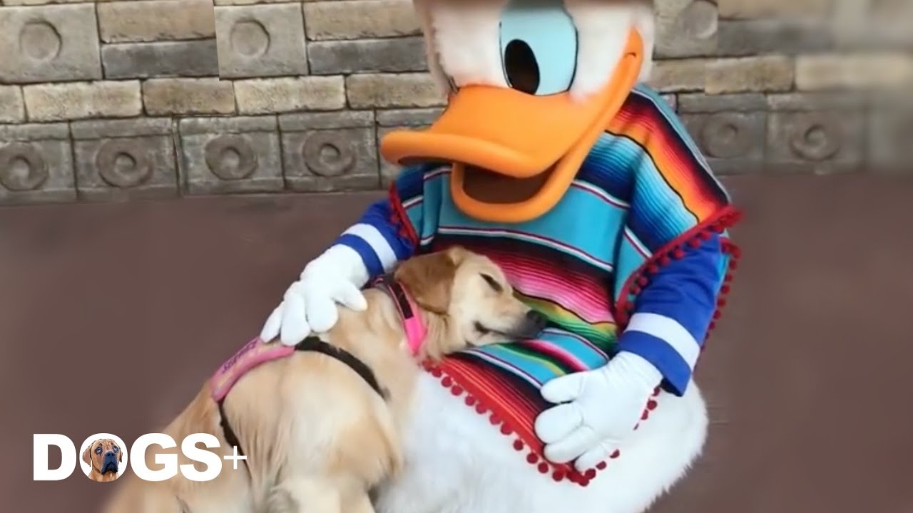 Golden Retriever Falls in LOVE with Donald Duck at Disneyland 🥺❤️ | DOGS+
