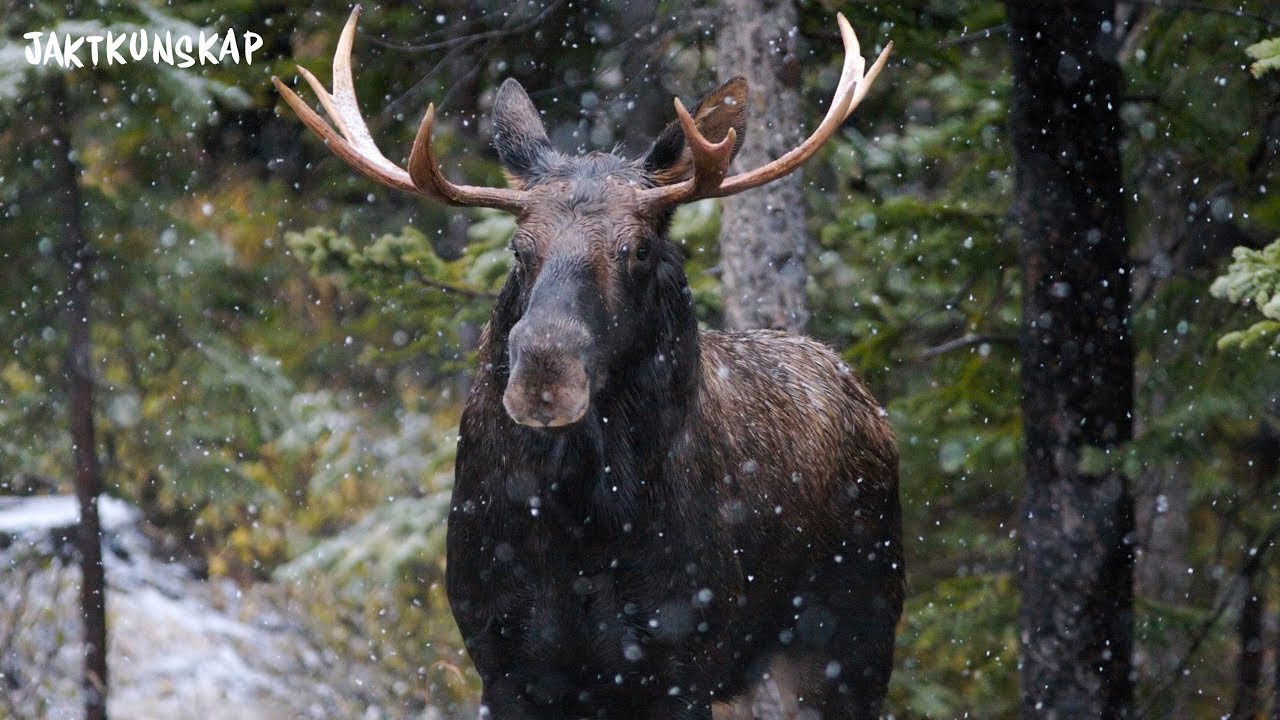 Lockjakt på älg | Jaktkunskap del 14
