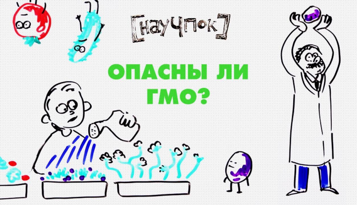 Опасны ли ГМО? &mdash; НАУЧПОК