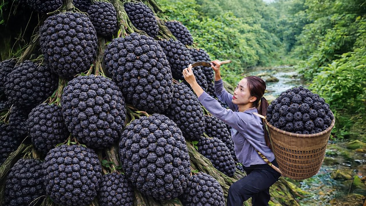 Harvesting Rare Wild Black Custard Apples, Making Rare & Flavorful Wine | Unique Wild Drink