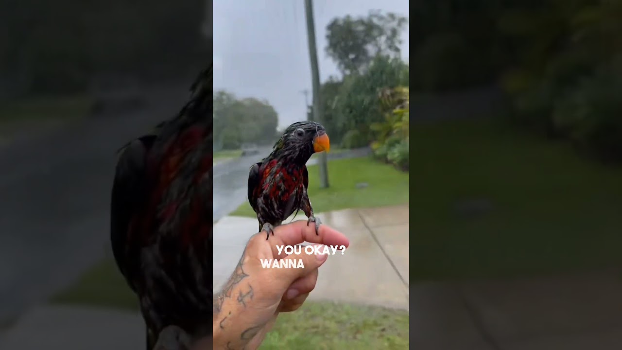 This bird is his best friend ❤️