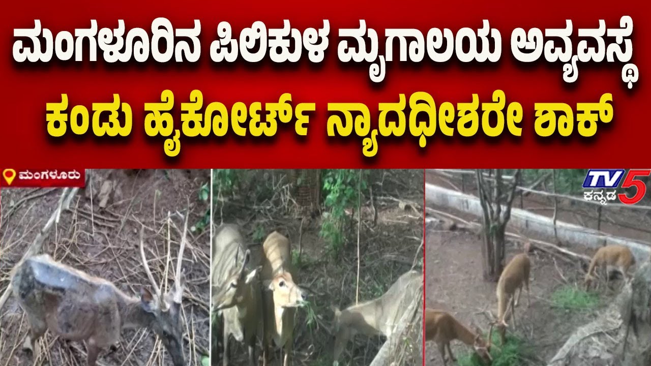 ಮಂಗಳೂರಿನ ಪಿಲಿಕುಳ ಮೃಗಾಲಯ ಅವ್ಯವಸ್ಥೆ ಕಂಡು ಹೈಕೋರ್ಟ್ ನ್ಯಾದಧೀಶರೇ ಶಾಕ್..! | Tv5 Kannada