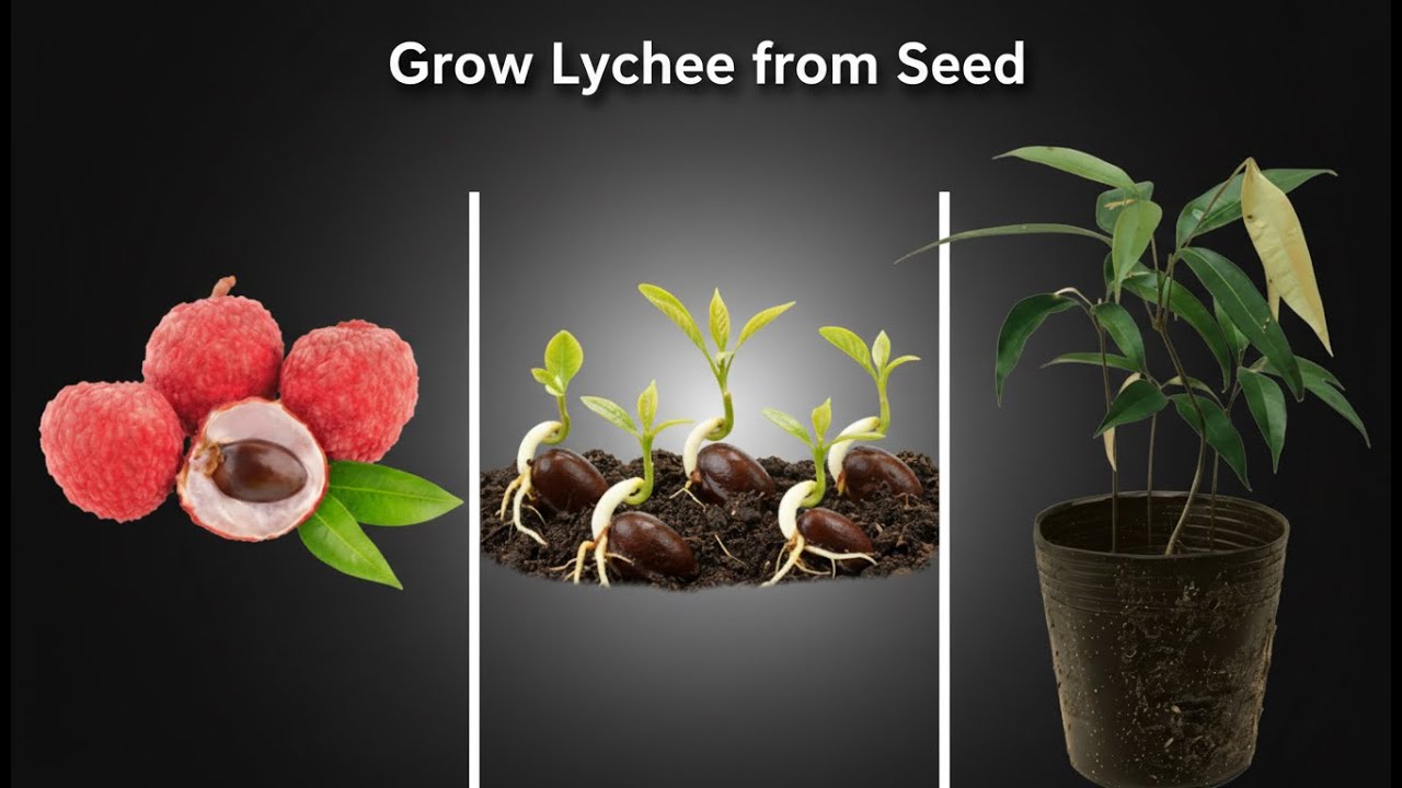 Grow Lychee from Seed | Step by Step at Home
