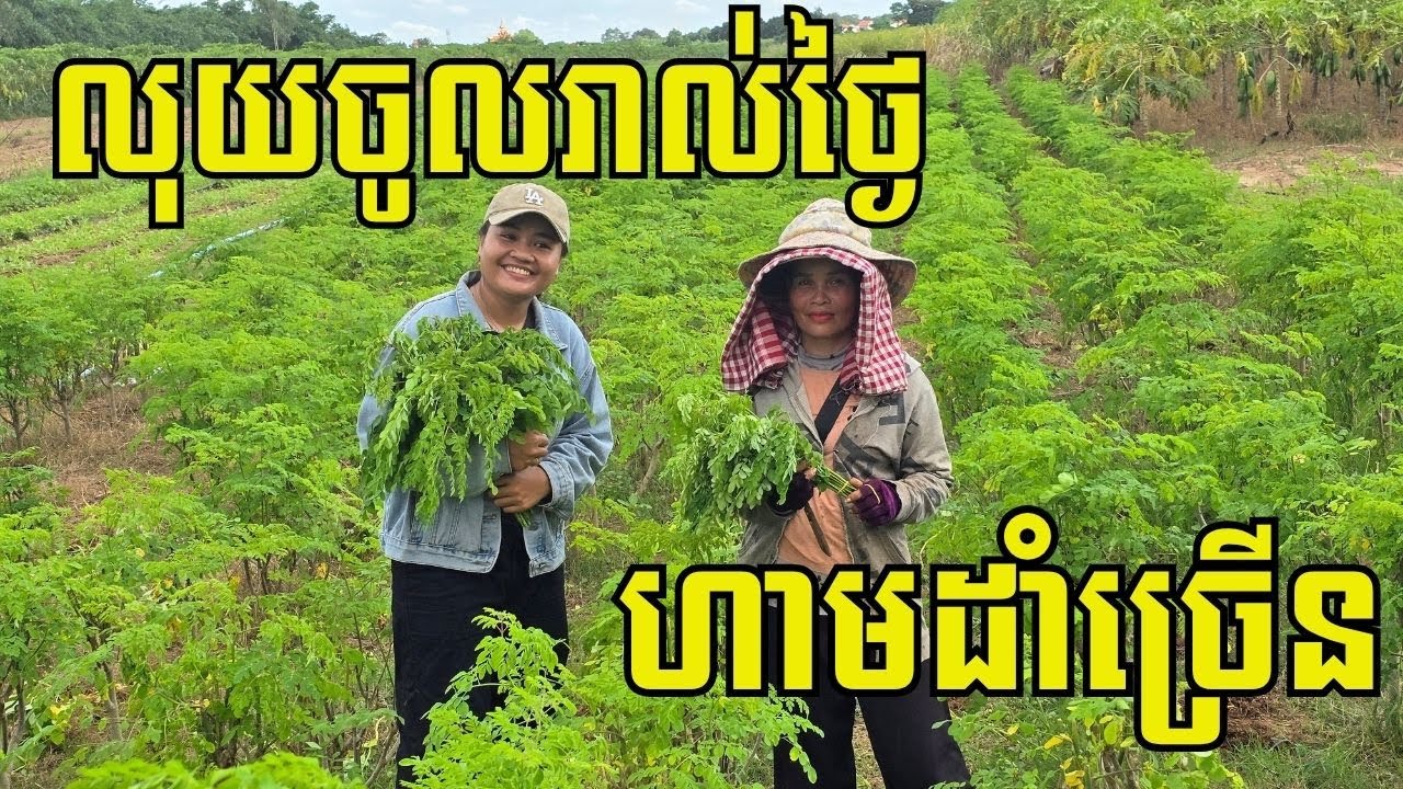 របរវិលល្ងាច ឆាប់បានចំណូល មួយថ្ងៃបេះលក់តែ១០០ដុំ បាន៦ម៉ឺន៛-១០ម៉ឺន៛ គ្រប់ថ្លៃម្ហូបនិងឲ្យកូនទៅរៀន