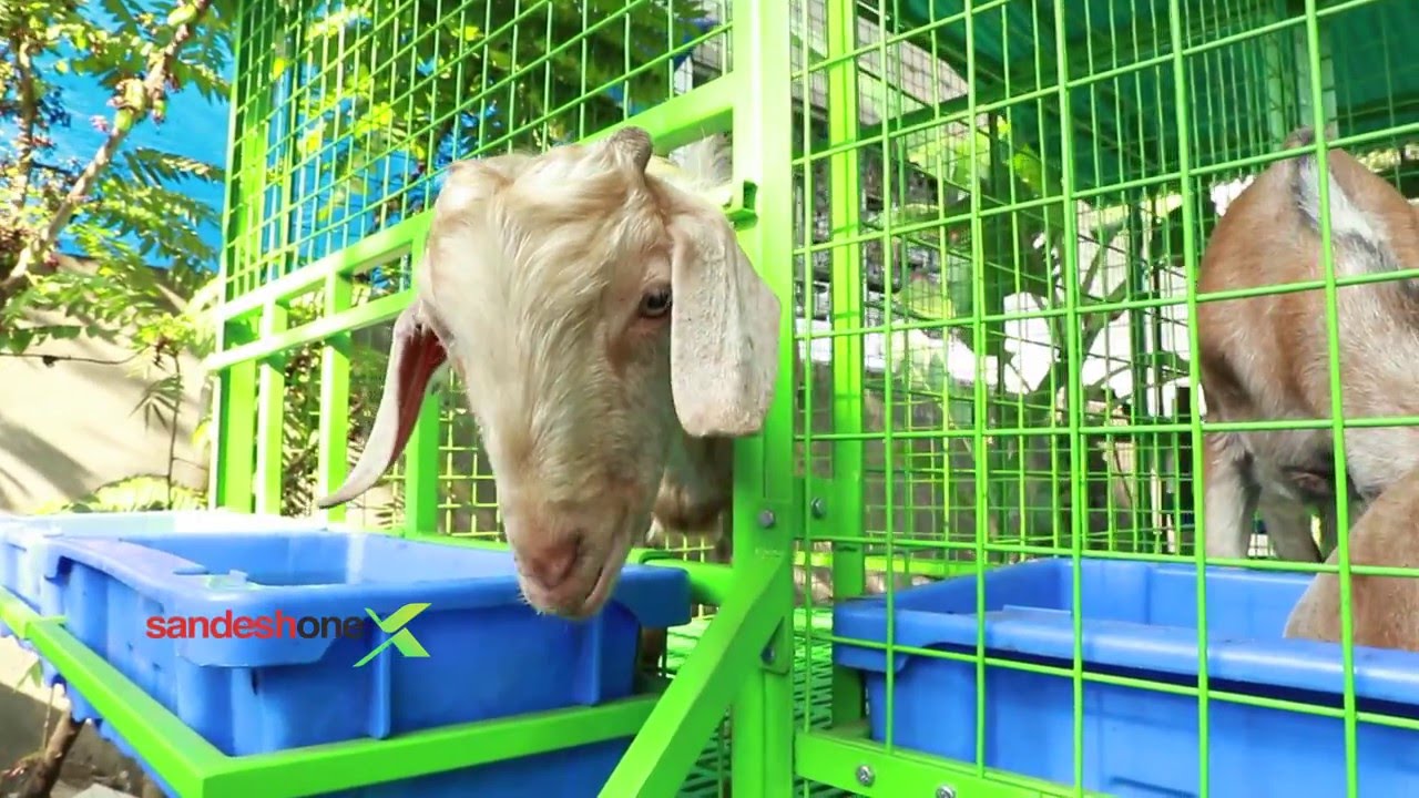 Sandesh One Goat Farming: 0471 2431118