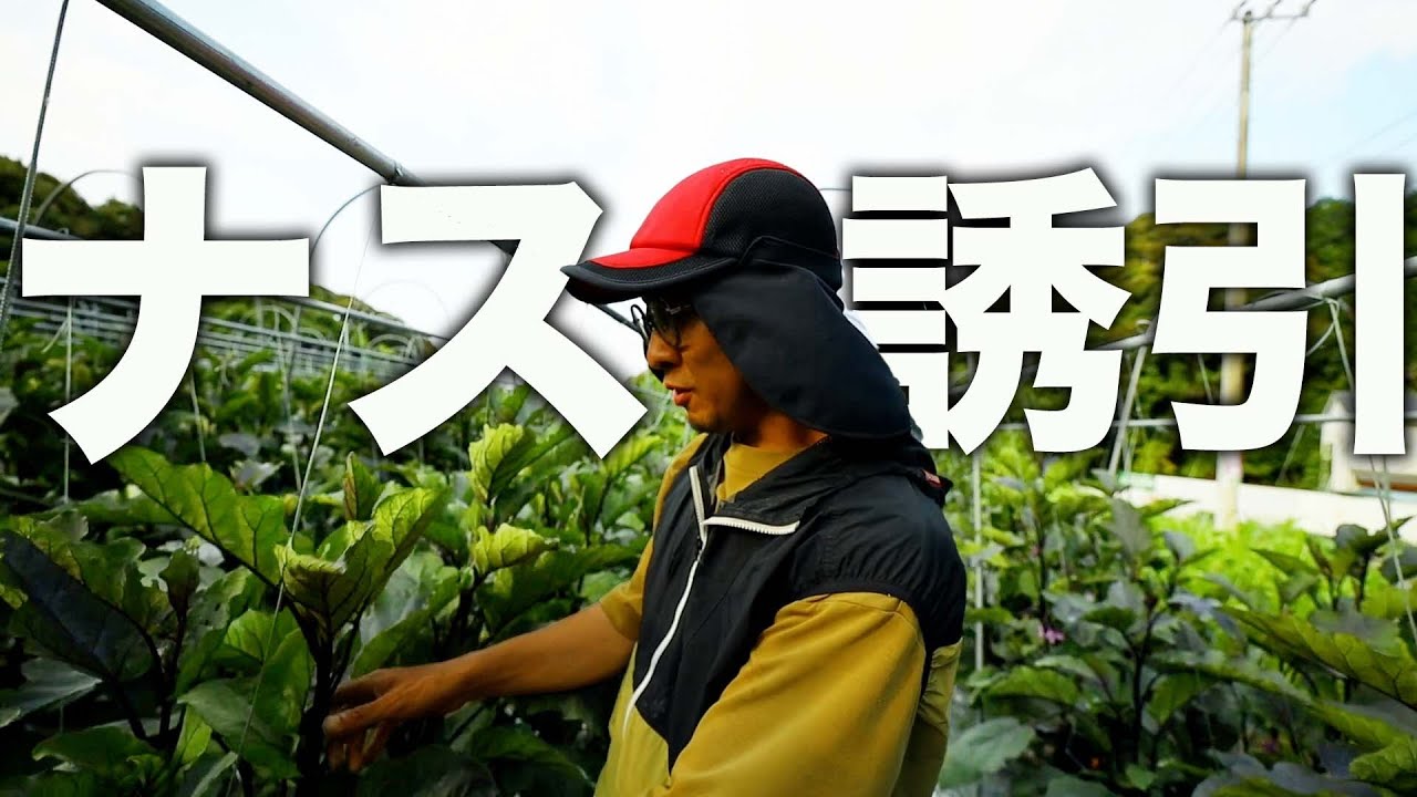 【図解】ナスの誘引・仕立て