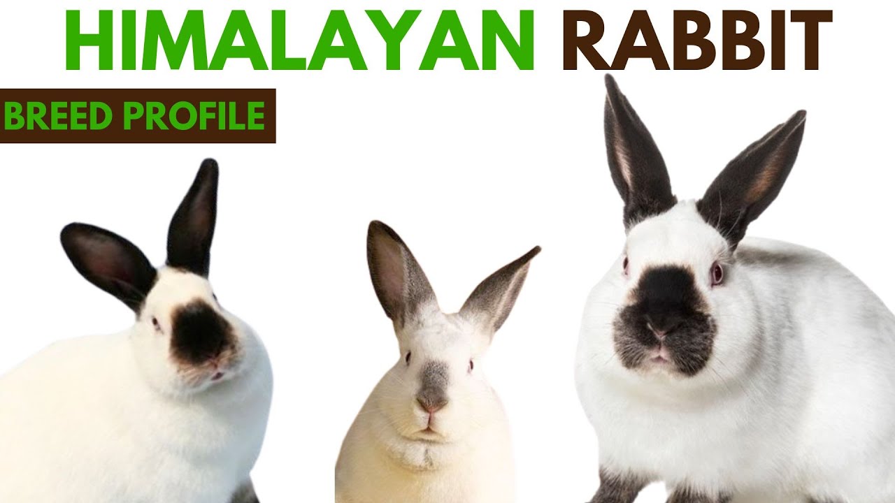 Himalayan Rabbit Breed Profile History - Traits - Price - Himalayan Rabbit Grooming Needs - Lifespan