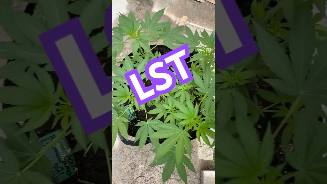 Formaci&oacute;n de estructura ultra ramificada con LST #plants #outdoors #shorts