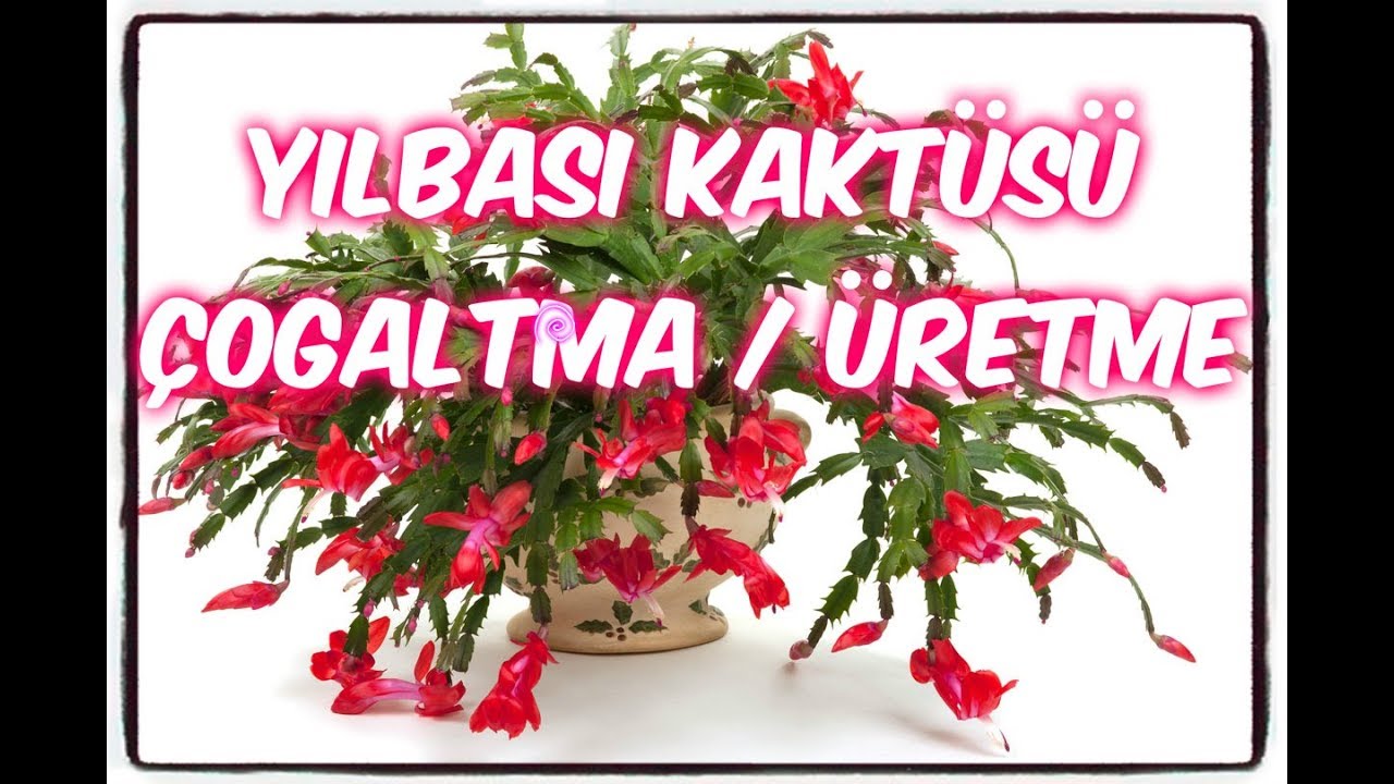 YILBAŞI KAKTÜSÜ ÇOĞALTMA-ÜRETME NASIL YAPILIR? PÜF NOKTASI NEDİR?How to reproduce Christmas cactus?