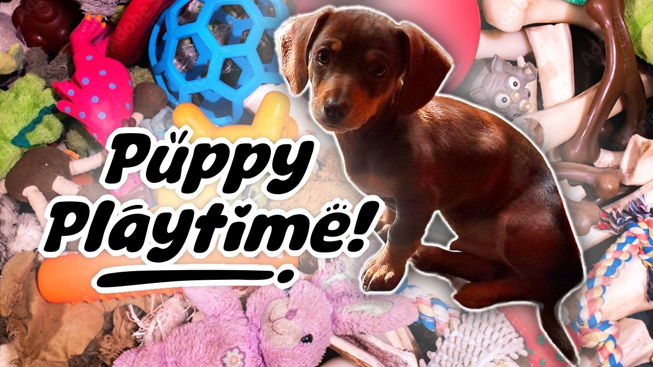Время игр с щенками! 🐶 Маленький щенок чихуахуа-таксы по кличке Мерфи играет со своими любимыми и...