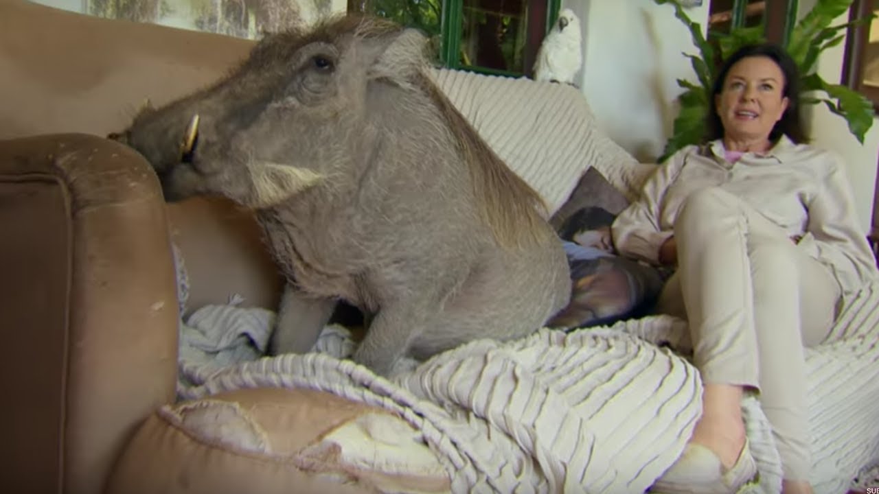 Young Warthog Destroys Furniture in House | BBC Earth