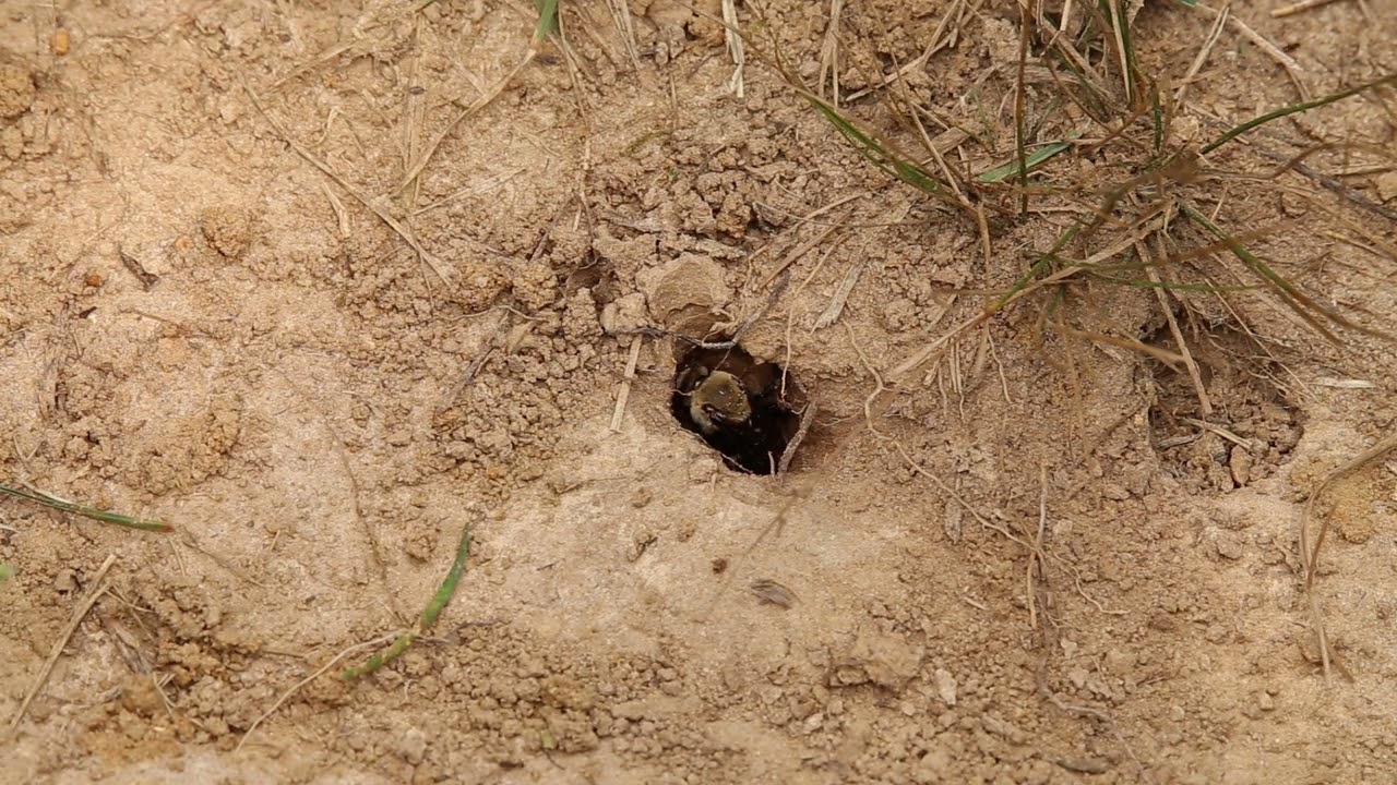 Ptilothrix Constructing New Nest