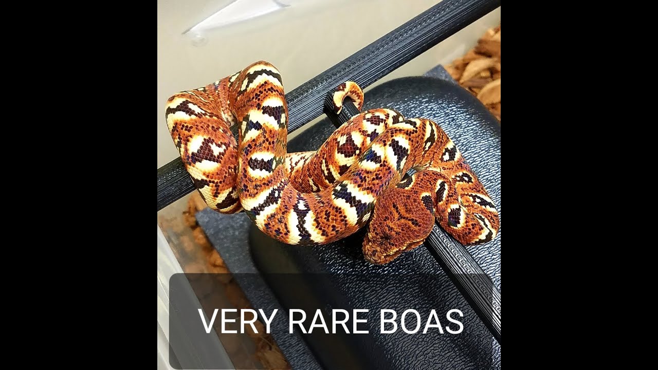 Madagascar Tree Boas  (Sanzinia) Everything you need to know!  Hypo Green Tree Python, & Nest Boxes
