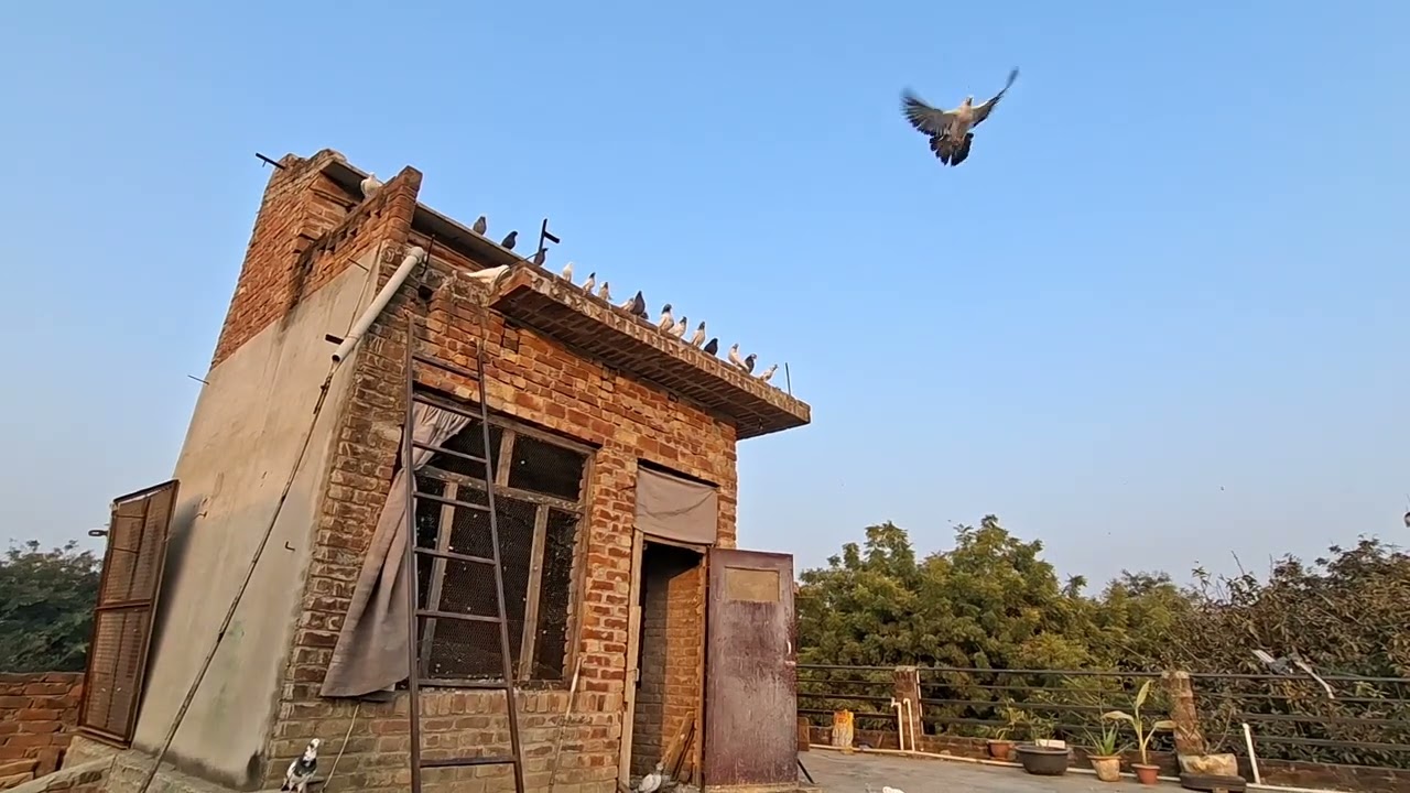  🕊❤️🕊🕊❤️🕊🕊❤️#kabutar #pigeon #pigeons #birds #kabootar #pigeonpose #pigeonlove #kabutarbazi #bird