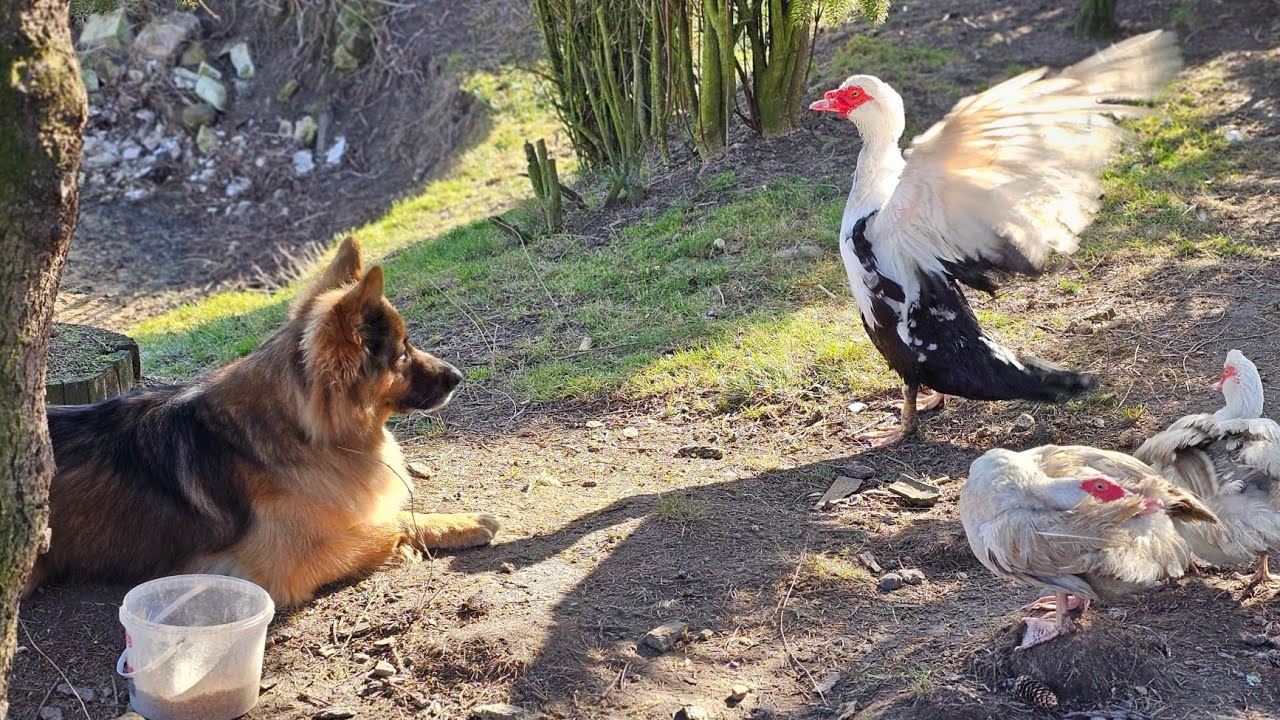 REAKCJA STASIA NA DZIECI - Był w szoku, uchyla się od odpowiedzialności!