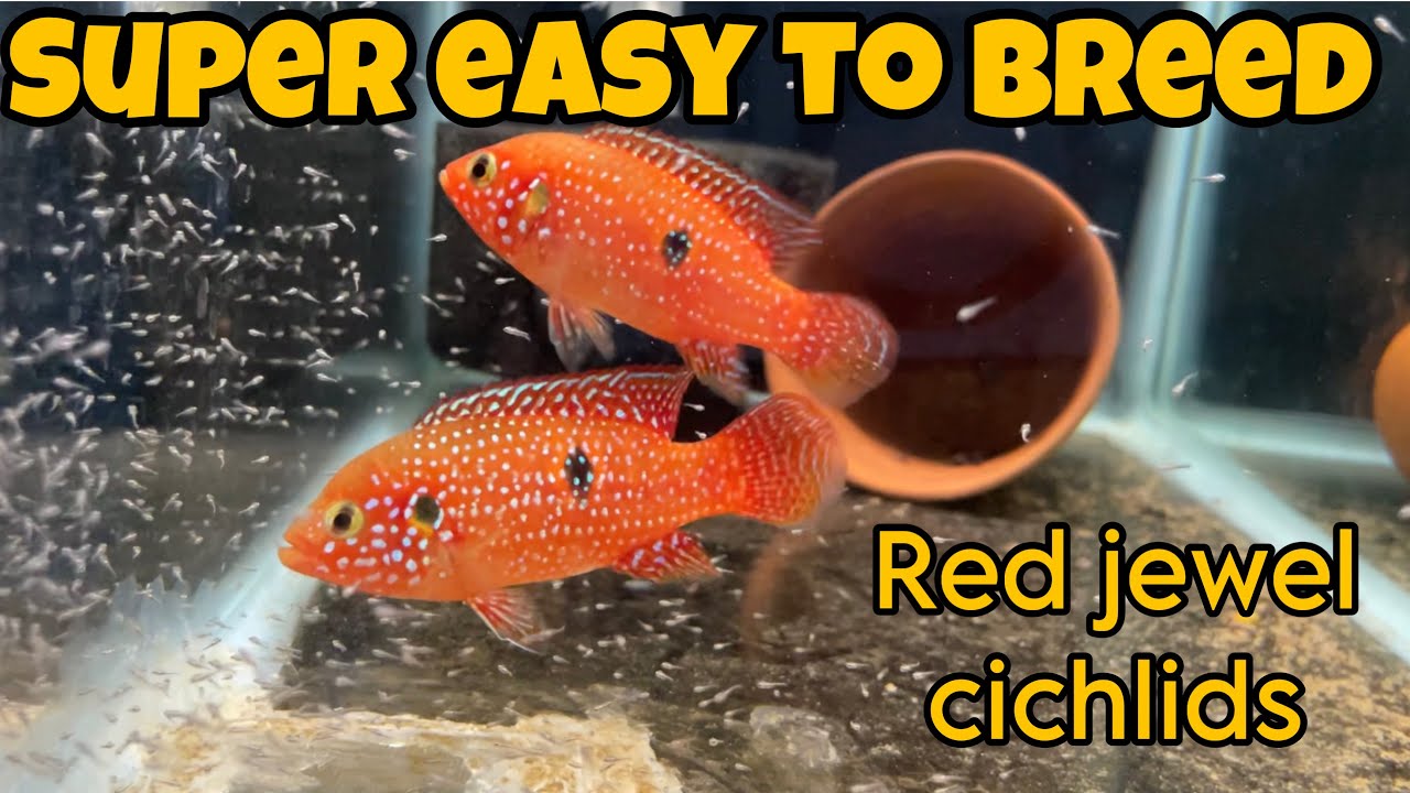 How to breed red jewel cichlids (Beginner guide)
