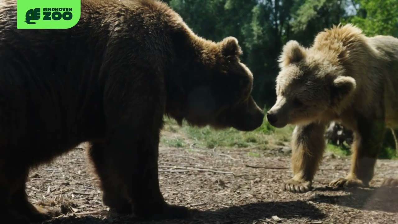 Eindhoven Zoo &ndash; ontdek een eigen kijk op het dierenrijk