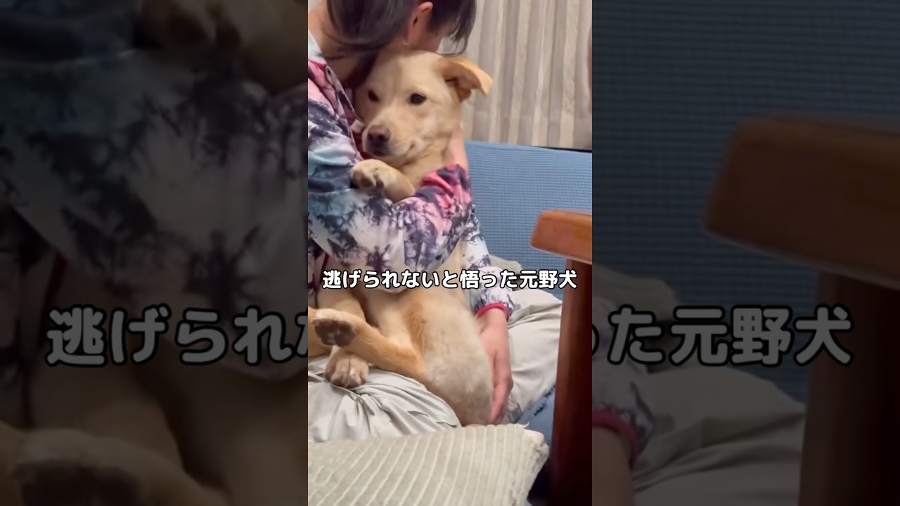 もう逃げられないと分かった元野犬の反応 #野犬 #保護犬 #保護犬との暮らし #shorts