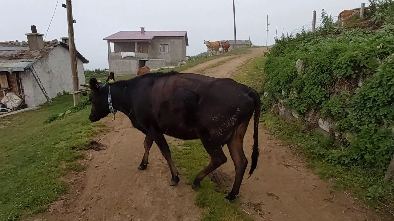 GERİ YAYLASI