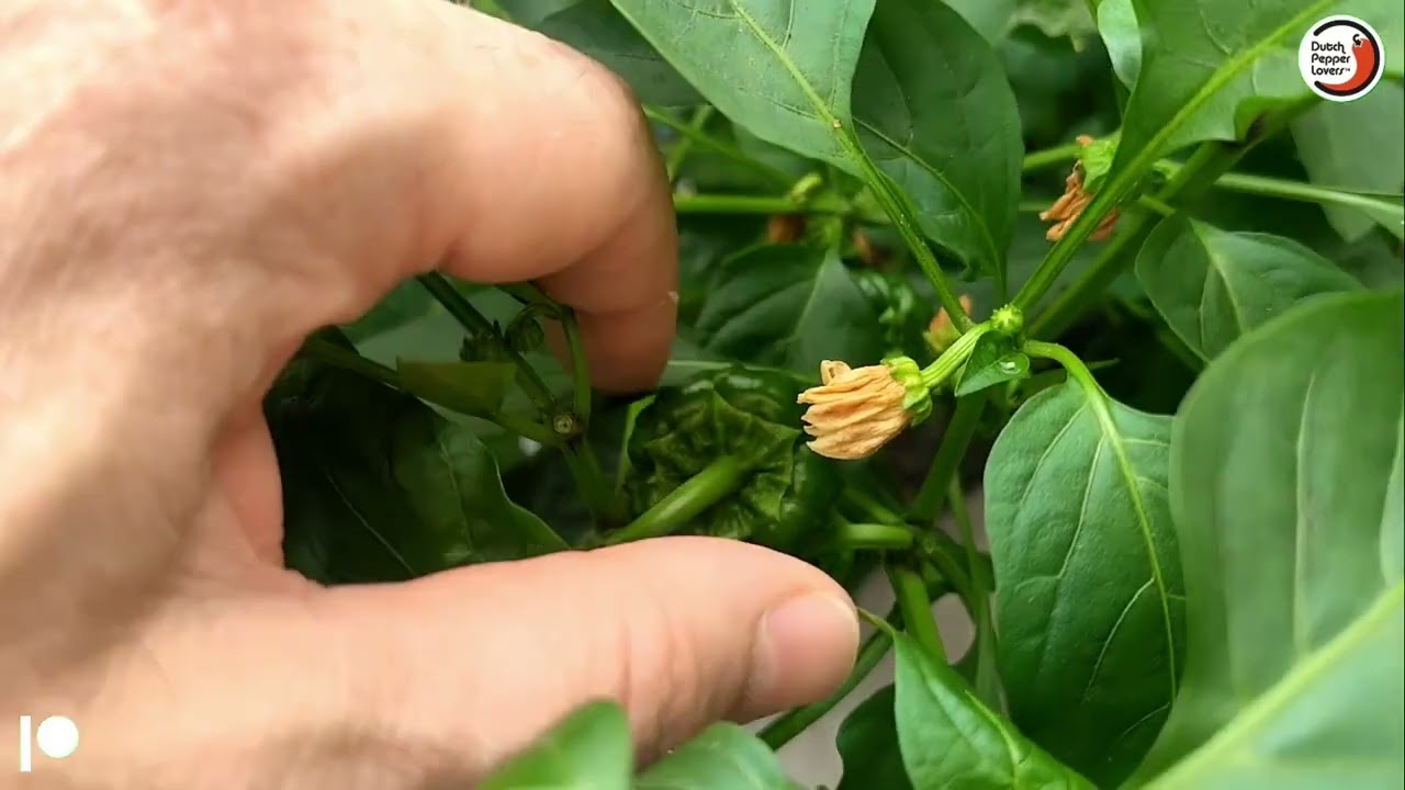 Paprika beschermen tegen verbranding!! Antep Aci Dolma Update