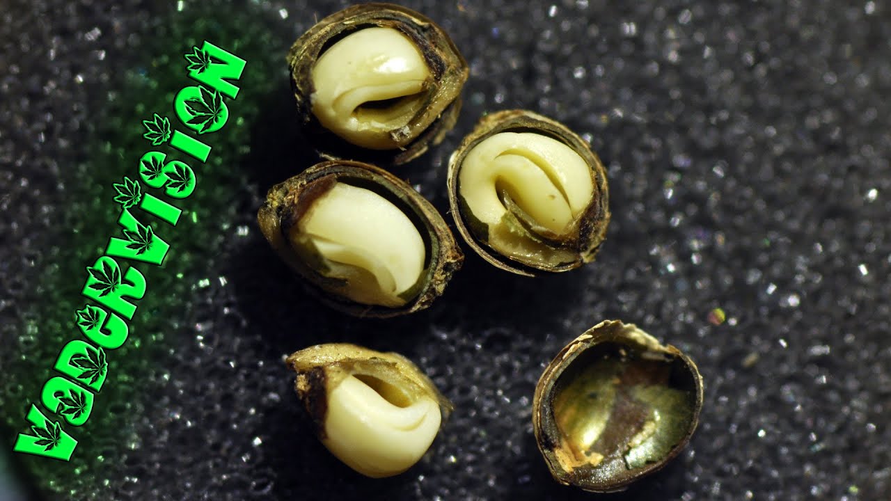VaderVision - Popping Old Marijuana Seeds with GA3