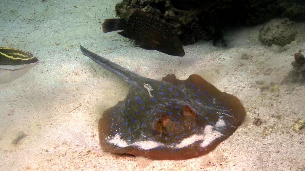 Ningaloo Reef - Australia&rsquo;s Untouched Underwater Paradise Revealed