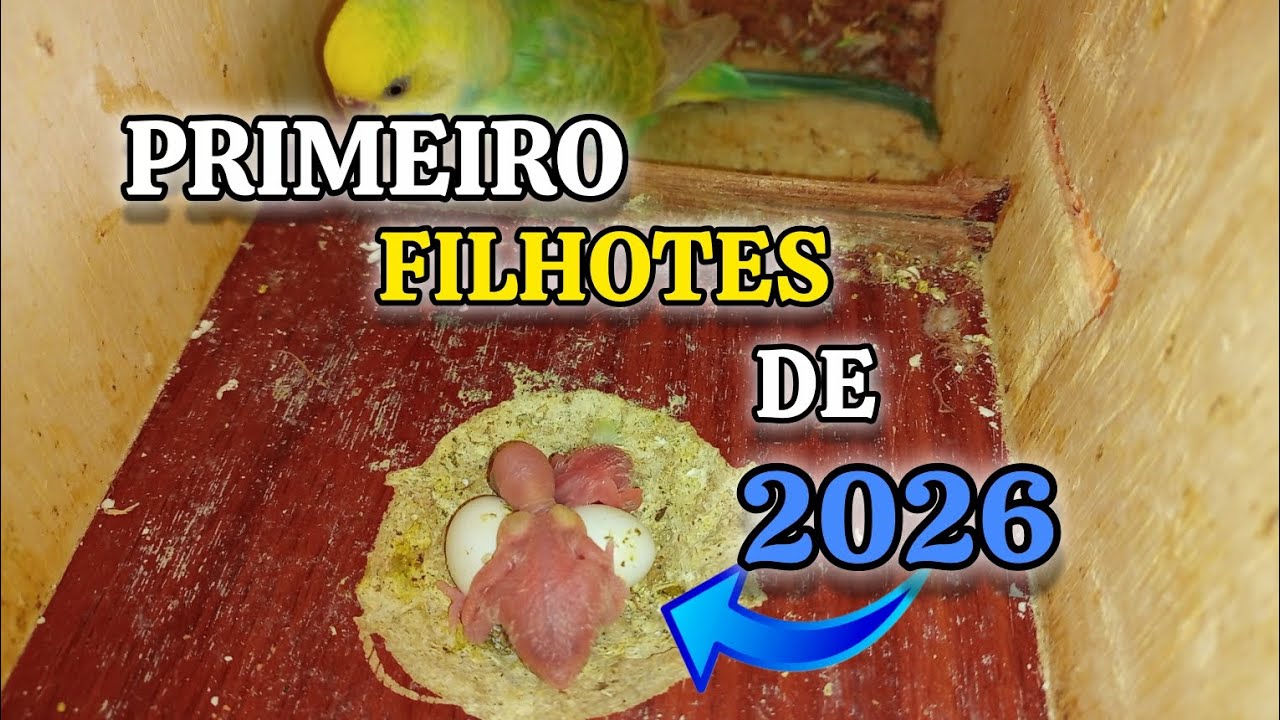 OS PRIMEIROS FILHOTES DE 2026//PERIQUITO AUSTRALIANO 