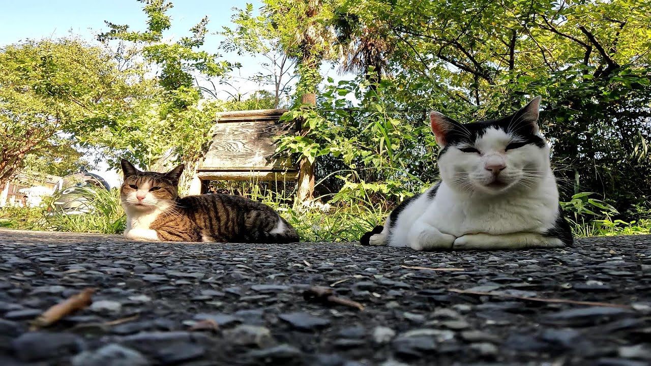 【田代島】【猫島】２匹そろって香箱座り