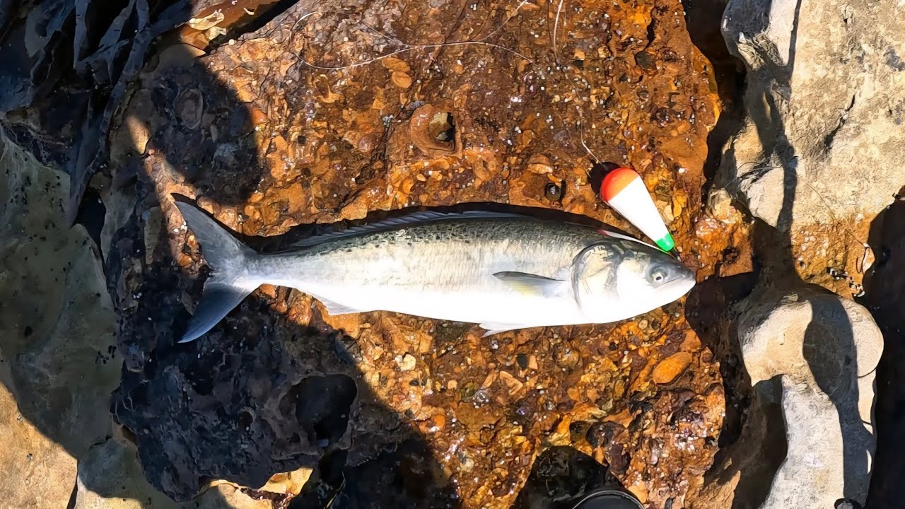 Rock fishing NSW South Coast. Salmon &Kingfish
