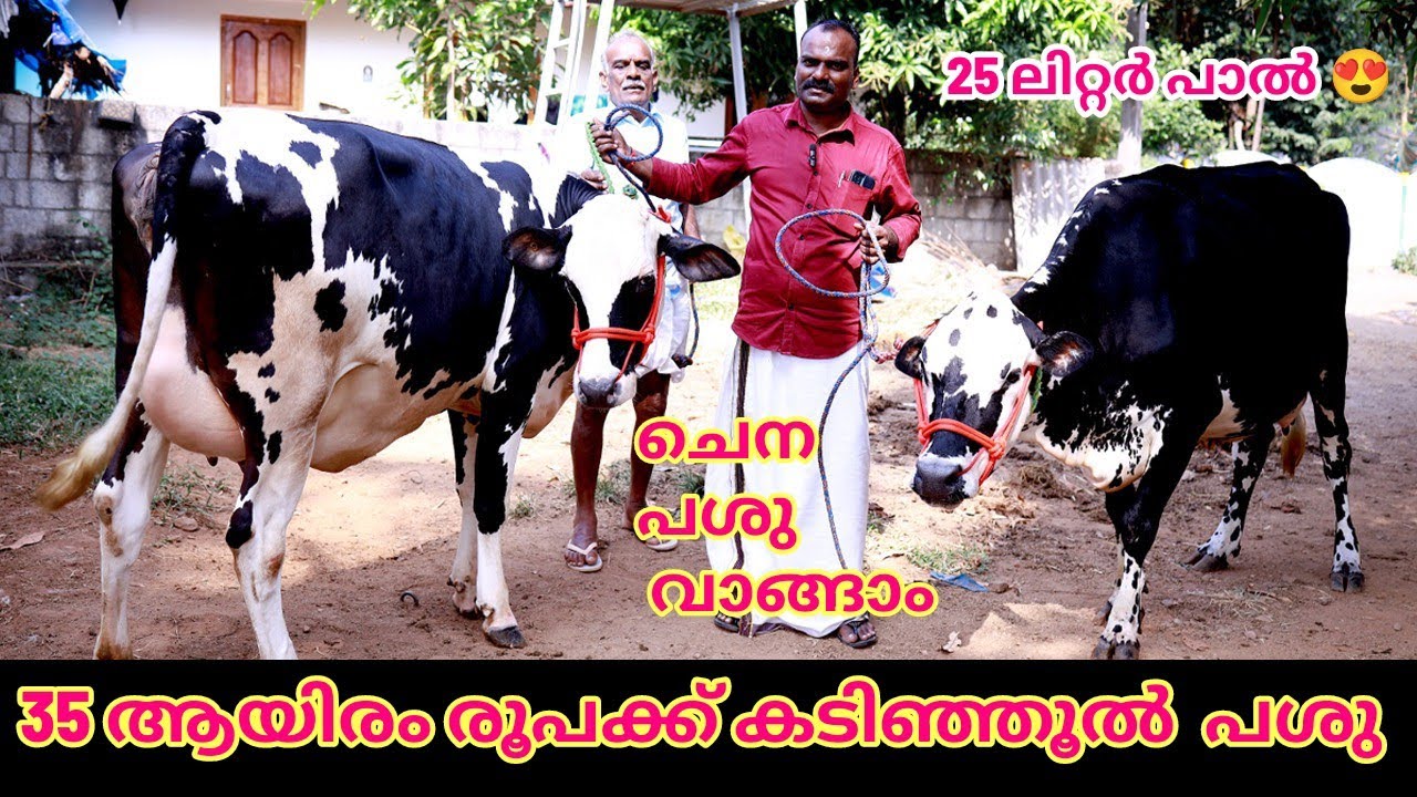 HF കടിഞ്ഞൂൽ പശുക്കൾ 35 ആയിരം രൂപക്ക് hf jercy cow #dairyfarming
