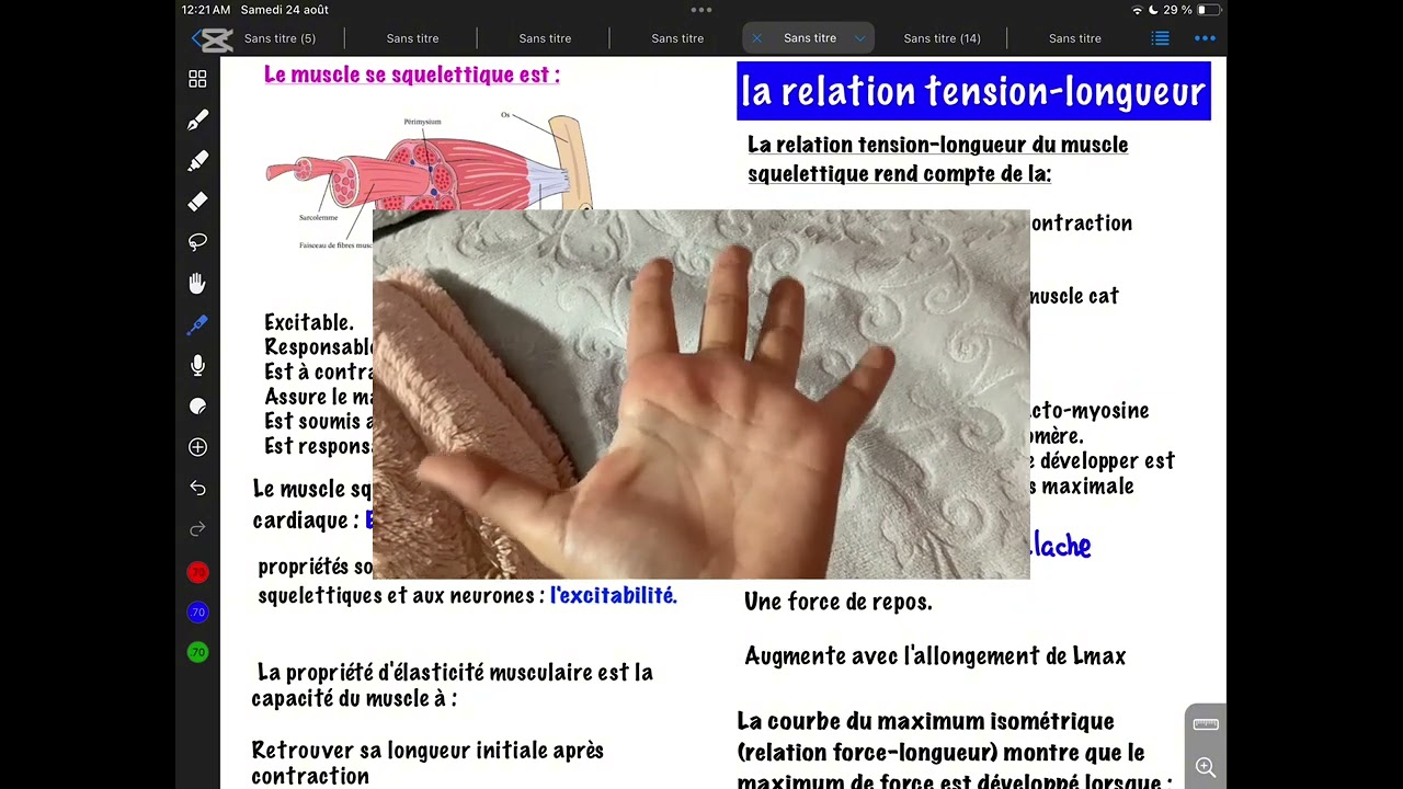 Muscle squelettique ( neuro physio )
