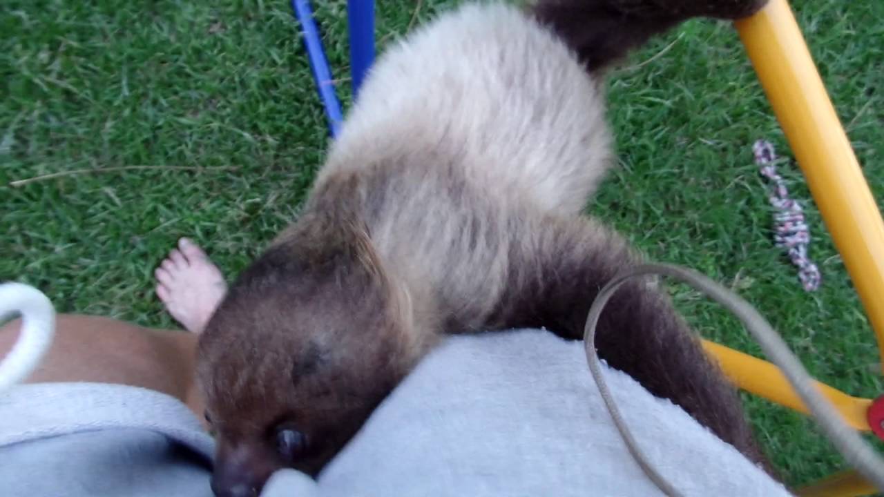 Saki the sloth is a moma's boy!