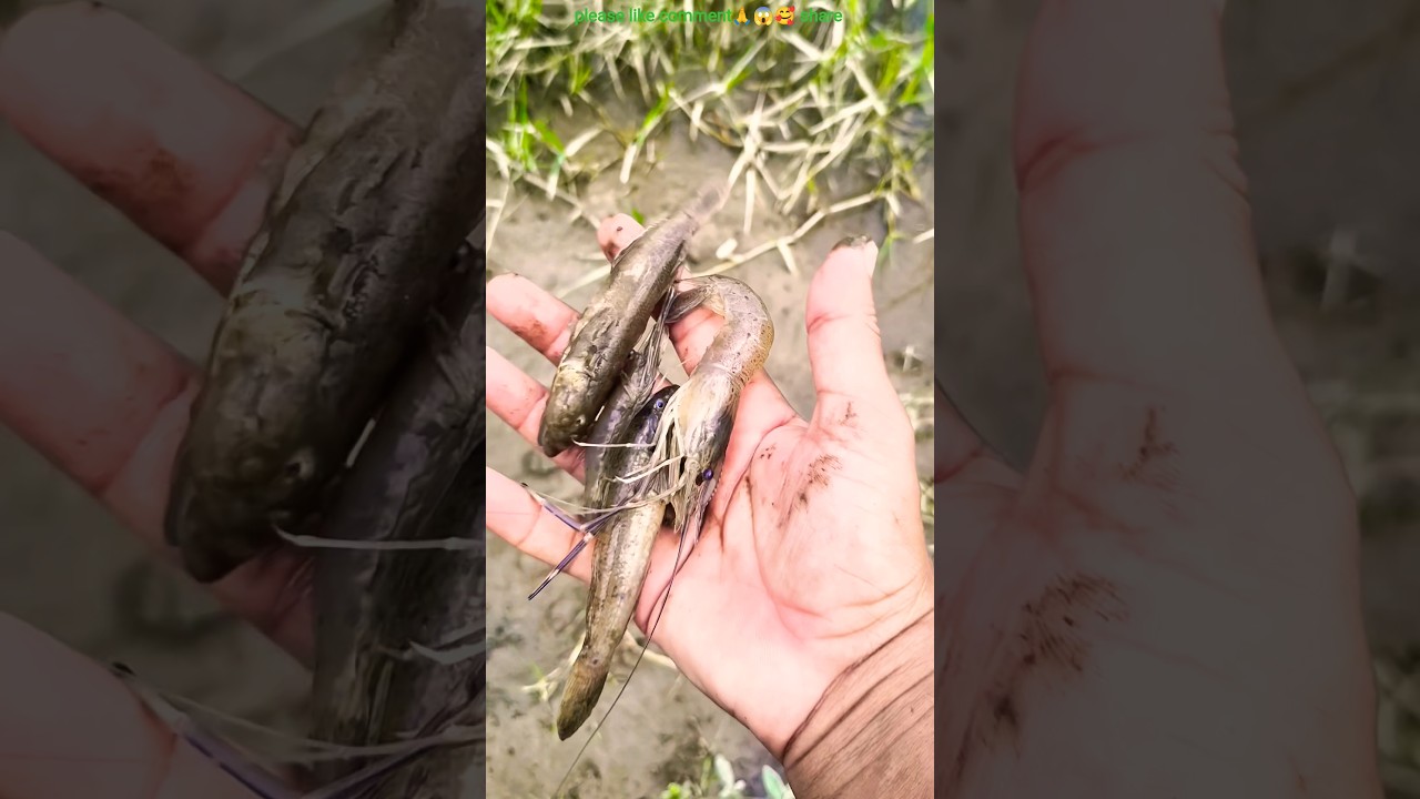 I saved the fish and returned them to the open water.#fishing #short 🐠🐠😨😱🥰