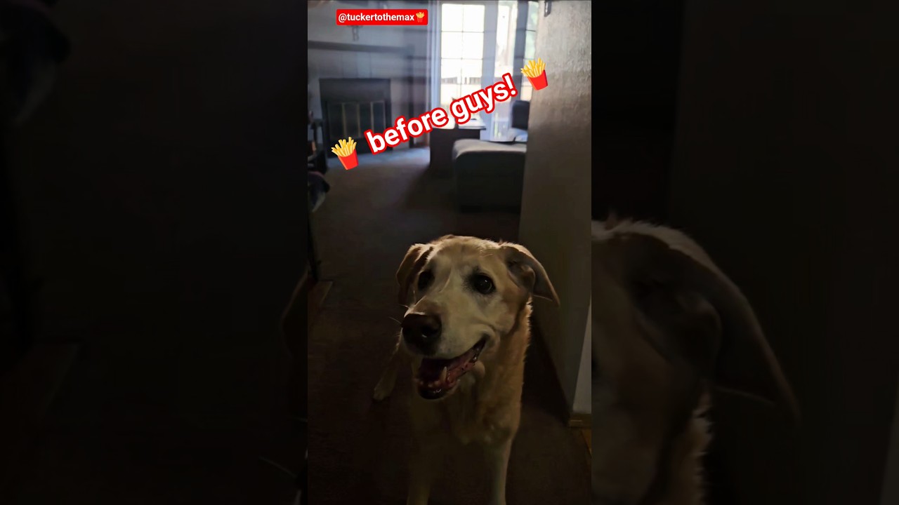 🍟 Spoiled Girl Mazey Blue Living Her Best Life — French Fry Queen 👑🐶